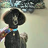 animal, background, black_dog, canine, collar, colorful, decor, dog, expression, fur, gorilla_art, indoor, painting, pet, poodle, portrait, scarf, standing, tag, wall_art