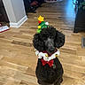 Isabella Conley-Hamm joined the competition — help win amazing prizes! animal, black_dog, bow_tie, christmas_hat, christmas_tree, companion, cute, decorations, dog, festive, gifts, holiday, holiday_decor, indoor, jingle_bells, pet, poodle, portrait, sitting, wooden_floor