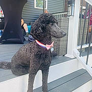 Isabella Conley-Hamm joined the competition — help win amazing prizes! animal, black_dog, bow_tie, casual, collar, cup, curly_fur, daytime, dog, fence, house, outdoor, person, pet, poodle, porch, railing, relaxing, steps, table