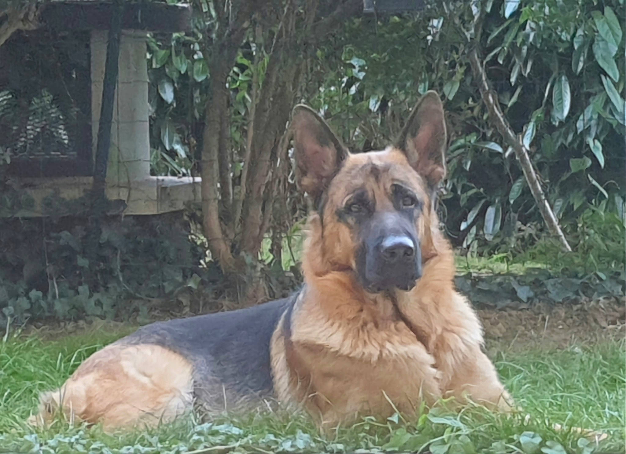 Pepsi participe au concours pour gagner de l'argent avec cette photo : ancient_dog_breeds, belgian_shepherd_malinois, canidae, carnivore, companion_dog, dog, dog_breed, east_european_shepherd, fawn, german_shepherd_dog, grass, herding_dog, king_shepherd, plant, snout, sporting_group, terrestrial_animal, working_animal, working_dog