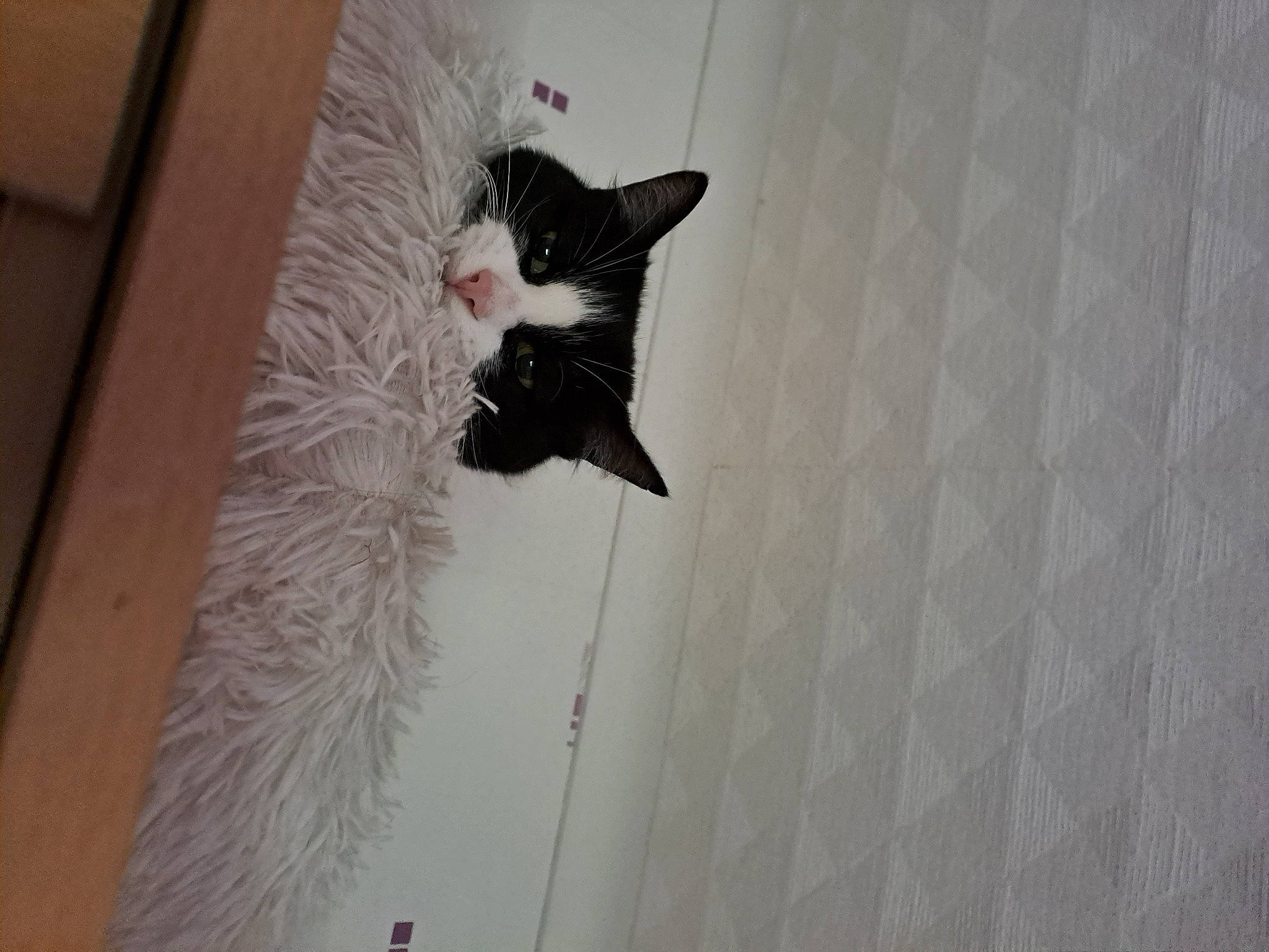 Molly participe au concours pour gagner de l'argent avec cette photo : carnivore, cat, domestic_short_haired_cat, felidae, flooring, fur, grey, hardwood, pattern, room, small_to_medium_sized_cats, snout, tail, tree, visual_arts, whiskers, window, wood