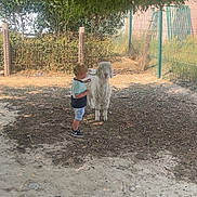 Arthur a rejoint le concours — aidez-le/la à gagner de superbes lots ! animal, cap, child, dirt, fence, footwear, grass, interaction, nature, outdoor, petting, playful, shade, sheep, shirt, shorts, summer, sunlight, toddler, tree