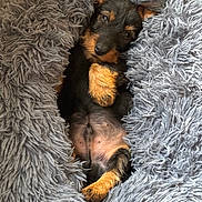 Achille a rejoint le concours — aidez-le/la à gagner de superbes lots ! adorable, animal, black, blanket, brown, comfort, cozy, cute, dog, fluffy, fur, indoors, pet, puppy, relaxed, resting, sleepy, small, snuggled, soft
