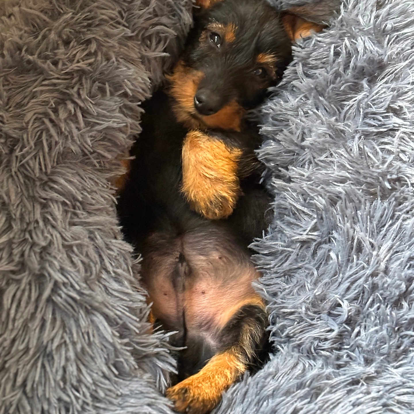 Achille a rejoint le concours — aidez-le/la à gagner de superbes lots ! adorable, animal, black, blanket, brown, comfort, cozy, cute, dog, fluffy, fur, indoors, pet, puppy, relaxed, resting, sleepy, small, snuggled, soft