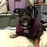 Journey joined the competition — help win amazing prizes! dog, pet, indoor, cushion, clothing, sweater, black_and_tan, small_dog, collar, tag, paw, resting, curious, furniture, storage_bin, household_items, background, indoors, canine, companion