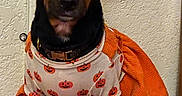 Journey is registered to the contest to win money with this photo: dog, pet, costume, halloween, pumpkin, orange, black, tan, outdoor, blanket, wall, sitting, clothing, cute, animal, indoor, portrait, small_dog, festive, holiday