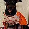 dog, pet, costume, halloween, pumpkin, orange, black, tan, outdoor, blanket, wall, sitting, clothing, cute, animal, indoor, portrait, small_dog, festive, holiday