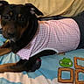dog, pet, clothing, pink, denim, bedspread, angry_birds, animal, indoor, cute, resting, ears, paws, looking, curious, fabric, blanket, casual, comfort, domestic