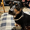 dog, black_tan, pet, indoor, blanket, checkered_pattern, collar, curious, seated, person, legs, wooden_chair, floor, paw, closeup, animal, companion, domestic, looking, cozy