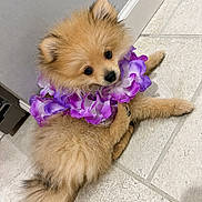 Boba is registered to the contest to win money with this photo: puppy, dog, fluffy, purple_flower, lei, cute, pet, indoor, tile_floor, small, adorable, fur, animal, companion, looking_back, young, domestic_animal, face, ears, tail