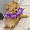 puppy, dog, fluffy, purple_flower, lei, cute, pet, indoor, tile_floor, small, adorable, fur, animal, companion, looking_back, young, domestic_animal, face, ears, tail