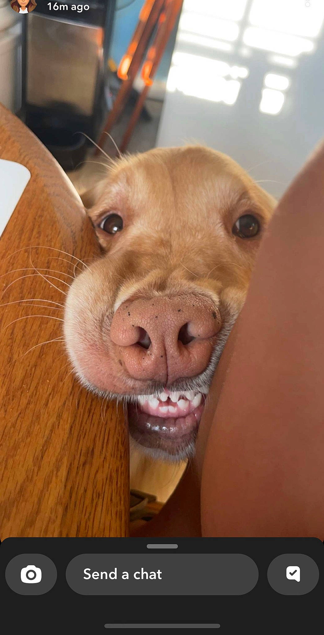 Willow is registered to the contest to win money with this photo: canidae, carnivore, companion_dog, dog, dog_breed, ear, fang, fawn, flesh, fur, liver, livestock, paw, sporting_group, terrestrial_animal, whiskers, wood, working_animal, wrinkle