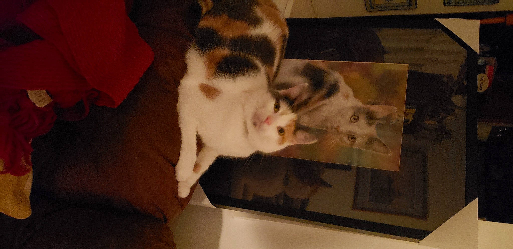 Freyja joined the competition — help win amazing prizes! carnivore, cat, domestic_short_haired_cat, felidae, fur, small_to_medium_sized_cats, snout, tail, vertebrate, whiskers