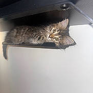 Zoë is registered to the contest to win money with this photo: kitten, cat, tabby, fur, whiskers, shelf, curious, wide_eyes, indoor, cozy, pet, animal, cute, resting, young, feline, closeup, soft_lighting, comfortable, home