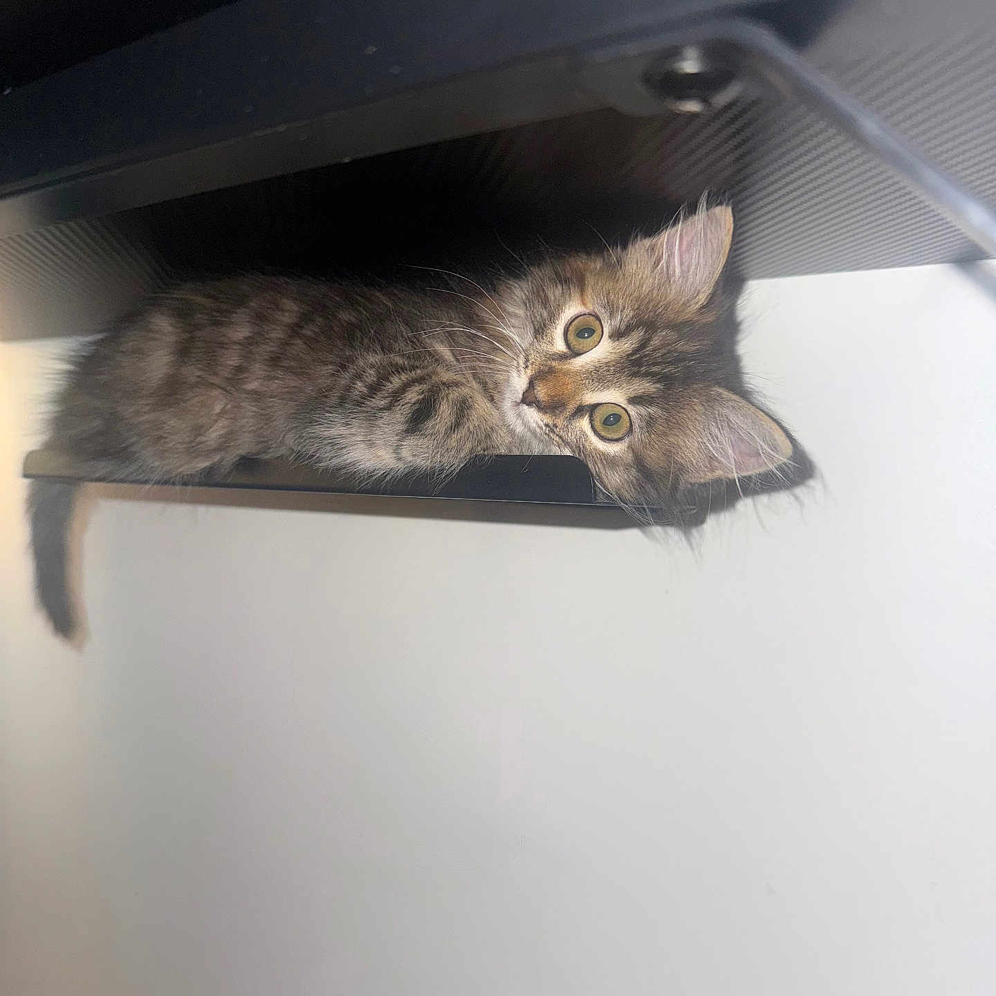 Zoë