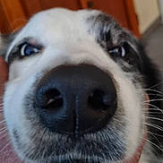 Shifter a rejoint le concours — aidez-le/la à gagner de superbes lots ! dog, puppy, close_up, nose, snout, blue_eyes, white_fur, black_fur, spotted_fur, whiskers, animal, pet, portrait, indoors, curious, funny, face, muzzle, canine, photography