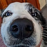 dog, puppy, close_up, nose, snout, blue_eyes, white_fur, black_fur, spotted_fur, whiskers, animal, pet, portrait, indoors, curious, funny, face, muzzle, canine, photography