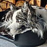 Shifter a rejoint le concours — aidez-le/la à gagner de superbes lots ! dog, border_collie, blue_eye, long_hair, black_and_white, merle_coat, pet, animal, portrait, lying_down, resting, dog_bed, woodpile, firewood, outdoor, ground, gray, black, white, close_up