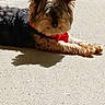 Rex participe au concours pour gagner de l'argent avec cette photo : dog, small_dog, yorkshire_terrier, long_hair, scruffy_fur, red_collar, lying_down, outdoor, sunlight, patio, concrete, shadow, pointed_ears, brown_fur, black_fur, pet, animal, portrait, relaxed, daytime