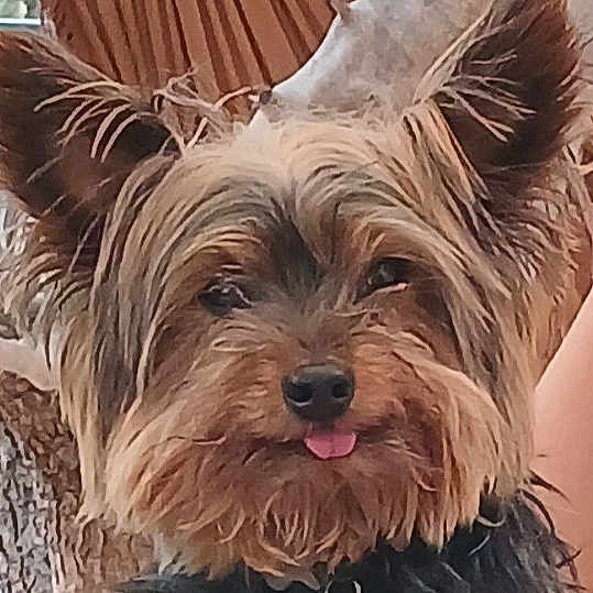 Rex