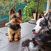Rex participe au concours pour gagner de l'argent avec cette photo : dogs, yorkshire_terrier, border_collie, pets, canine, small_dog, large_dog, long_hair, shaggy_fur, sitting, lying_down, tongue, outdoor, patio, mountains, garden, plants, potted_plants, terrace, portrait