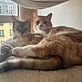 cat, cats, feline, pet, cuddle, cozy, fur, paw, tail, whiskers, window, window_view, building, urban, cat_tree, perch, indoor, sunlight, relaxed, portrait