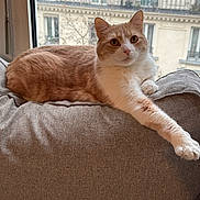 Noisette participe au concours pour gagner de l'argent avec cette photo : cat, ginger_cat, pet, sofa, cushion, window, apartment_building, indoor, relaxed, stretching, paw, fur, whiskers, portrait, looking_at_camera, cozy, home, sunlight, living_room, upholstery