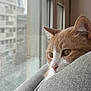 Noisette a rejoint le concours — aidez-le/la à gagner de superbes lots ! cat, ginger_cat, feline, window, windowsill, cushion, grey_fabric, whiskers, ears, nose, yellow_eyes, closeup, portrait, indoor, apartment, urban_view, reflection, resting, cozy, pet