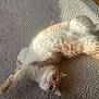 Noisette participe au concours pour gagner de l'argent avec cette photo : cat, feline, pet, indoor, carpet, rug, lying_on_back, stretching, fluffy, orange_and_white, whiskers, paws, tail, sunlight, cozy, closeup, playful, relaxed, domestic_animal, soft_texture