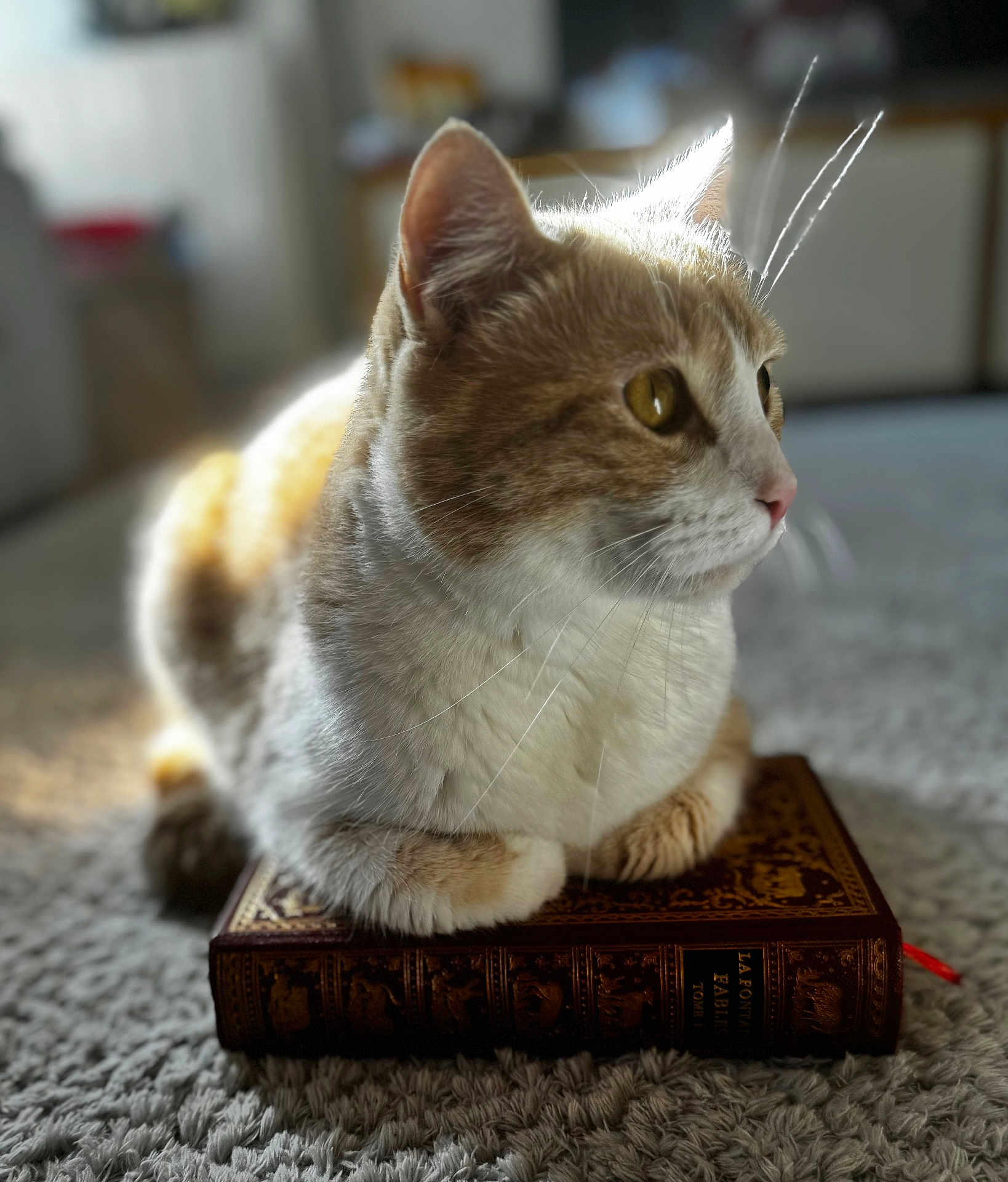 Noisette a rejoint le concours — aidez-le/la à gagner de superbes lots ! cat, feline, pet, orange_and_white, whiskers, book, hardcover_book, carpet, indoor, portrait, close_up, paws, loaf_position, sunlight, bokeh, ears, eyes, fur, domestic_cat, cozy