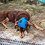dog, brown_dog, lying_down, grass, outdoor, cap, blue_cap, soccer_ball_pattern, relaxed, napping, lawn_chair, garden, sunny, pet, animal, canine, resting, nature, summer, yard
