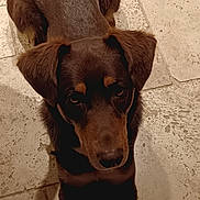 Takat a rejoint le concours — aidez-le/la à gagner de superbes lots ! dog, puppy, brown, black, floor, stone_floor, pet, animal, cute, looking_up, ears, fur, indoor, canine, lying_down, young_dog, close_up, adorable, waiting, companion