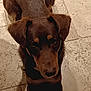 dog, puppy, brown, black, floor, stone_floor, pet, animal, cute, looking_up, ears, fur, indoor, canine, lying_down, young_dog, close_up, adorable, waiting, companion