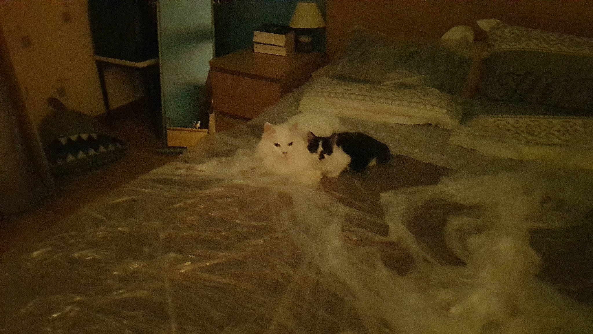 Gawell a rejoint le concours — aidez-le/la à gagner de superbes lots ! ball, canidae, carnivore, cat, comfort, companion_dog, dog_breed, domestic_short_haired_cat, felidae, flooring, fur, hardwood, linens, room, small_to_medium_sized_cats, snout, sporting_group, tail, whiskers, wood