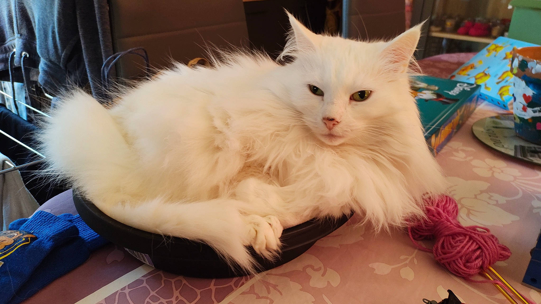 Gawell participe au concours pour gagner de l'argent avec cette photo : british_longhair, carnivore, cat, claw, comfort, domestic_short_haired_cat, fawn, felidae, fur, paw, small_to_medium_sized_cats, snout, tail, whiskers