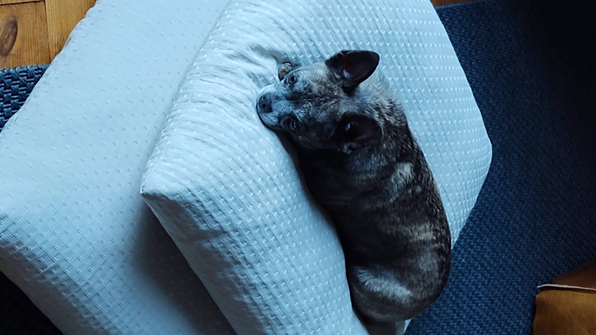 Pony a rejoint le concours — aidez-le/la à gagner de superbes lots ! carnivore, comfort, companion_dog, couch, dog, dog_breed, electric_blue, fawn, felidae, finger, foot, grey, linens, paw, small_to_medium_sized_cats, snout, stuffed_toy, textile, toy_dog, whiskers