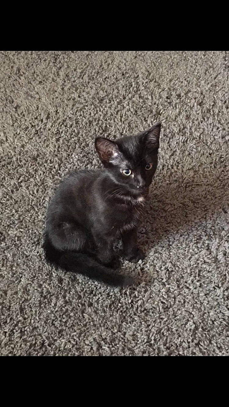 Lexi is registered to the contest to win money with this photo: asian, black_cat, carnivore, cat, domestic_short_haired_cat, ear, european_shorthair, felidae, fur, german_rex, kitten, mammal, polydactyl_cat, small_to_medium_sized_cats, snout, tail, whiskers