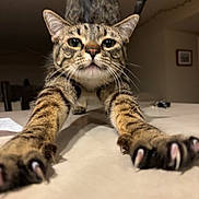 Toth joined the competition — help win amazing prizes! cat, tabby, stretching, claws, close_up, indoor, countertop, whiskers, curious, feline, pets, animal, eyes, ears, tail, brown, black_stripes, paws, household, cute