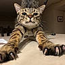 cat, tabby, stretching, claws, close_up, indoor, countertop, whiskers, curious, feline, pets, animal, eyes, ears, tail, brown, black_stripes, paws, household, cute