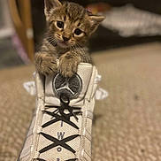 Homie is registered to the contest to win money with this photo: adorable, animal, carpet, cat, closeup, curious, cute, domestic_cat, fur, indoor, kitten, paws, pet, playful, shoe, small, sneaker, soft_focus, whiskers, young