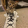 adorable, animal, carpet, cat, closeup, curious, cute, domestic_cat, fur, indoor, kitten, paws, pet, playful, shoe, small, sneaker, soft_focus, whiskers, young