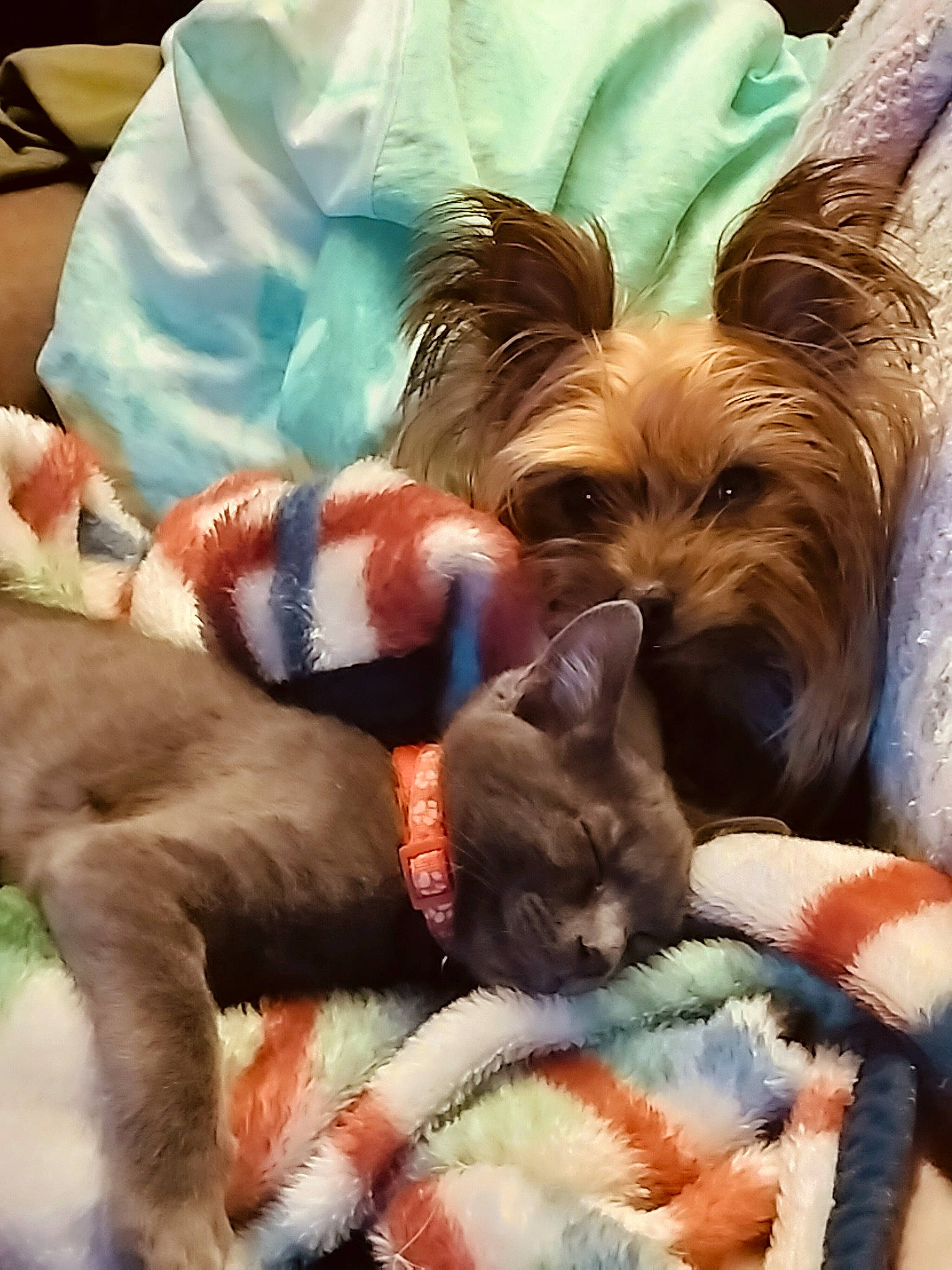 Kramer Aka Graydog is registered to the contest to win money with this photo: canidae, carnivore, comfort, companion_dog, dog, dog_breed, dog_clothes, dog_supply, fashion_accessory, fawn, fur, liver, nap, paw, small_terrier, snout, sporting_group, terrier, toy_dog, working_animal