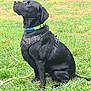 dog, black_dog, grass, outdoor, pet, canine, collar, harness, sitting, greenery, nature, animal, alert, side_view, leash, daylight, mammal, domestic_animal, park, quiet