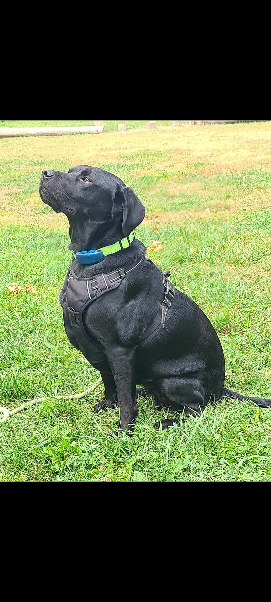 Shadow participe au concours pour gagner de l'argent avec cette photo : dog, black_dog, grass, outdoor, pet, canine, collar, harness, sitting, greenery, nature, animal, alert, side_view, leash, daylight, mammal, domestic_animal, park, quiet
