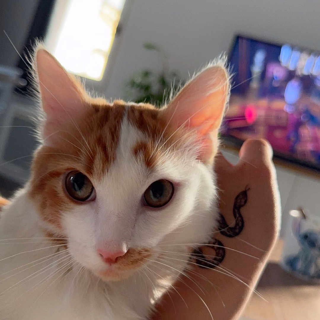 Roucky a rejoint le concours — aidez-le/la à gagner de superbes lots ! animal, blurred_background, cat, close_up, cozy, curious, domestic_cat, ears, eyes, feline, hand, indoor, living_room, orange_and_white, pet, snake_tattoo, tattoo, television, whiskers, window