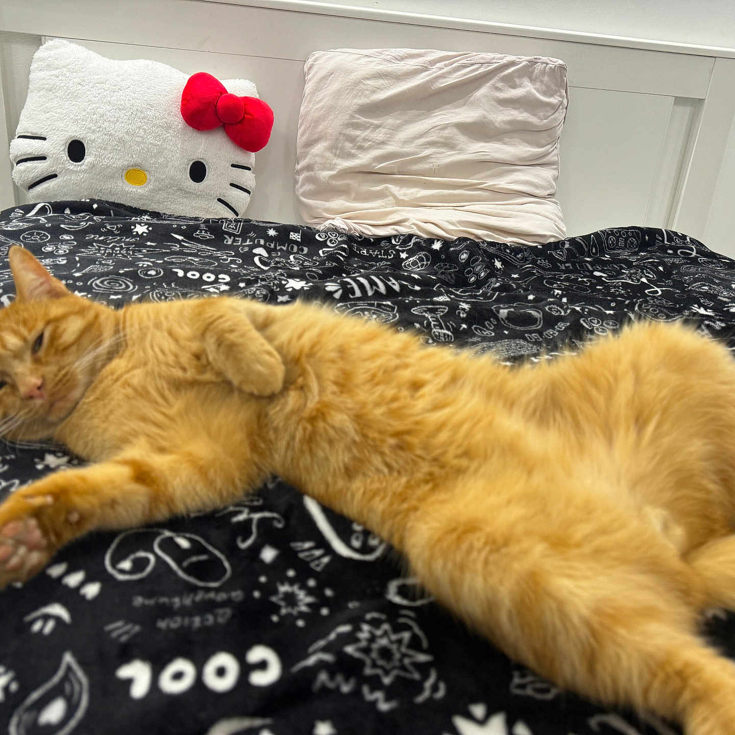 Couscous a rejoint le concours — aidez-le/la à gagner de superbes lots ! animal, bed, black_and_white, blanket, cat, cozy, cute, domestic_animal, feline, fur, headboard, hello_kitty, indoor, orange_tabby, pet, pillow, relaxed, resting, sleepy, stretching