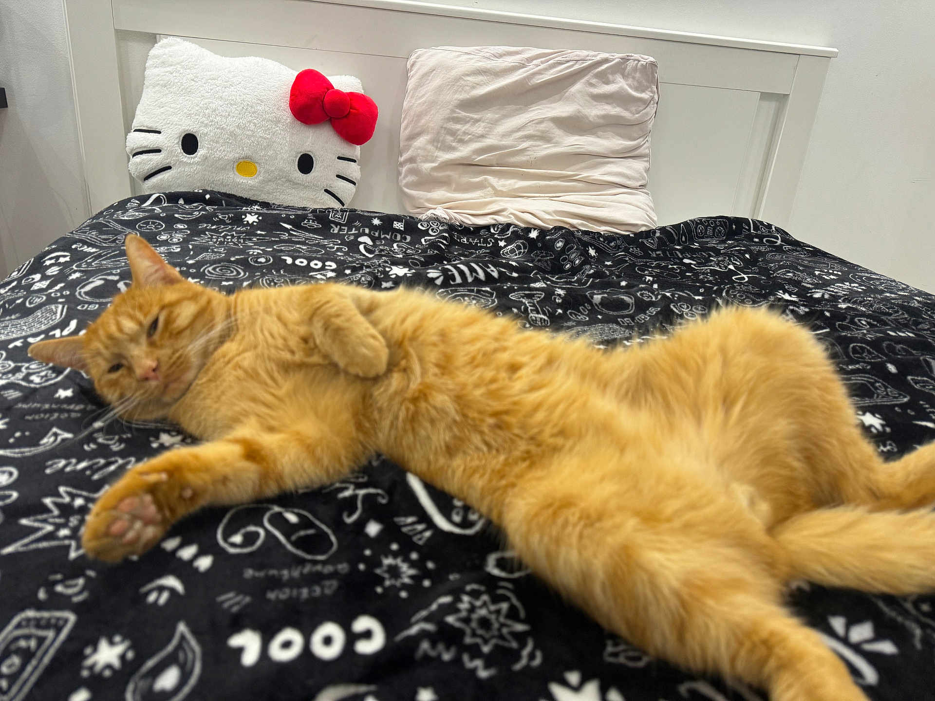 Couscous a rejoint le concours — aidez-le/la à gagner de superbes lots ! cat, orange_tabby, bed, blanket, pillow, hello_kitty, headboard, sleepy, feline, indoor, resting, stretching, fur, pet, domestic_animal, cozy, cute, animal, relaxed, black_and_white