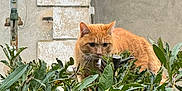 Couscous a rejoint le concours — aidez-le/la à gagner de superbes lots ! cat, orange_cat, green_leaves, plants, bush, outdoor, nature, animal, feline, fur, curious, stealthy, wildlife, wall, stone_wall, daylight, closeup, pet, whiskers, ears