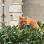 cat, orange_cat, green_leaves, plants, bush, outdoor, nature, animal, feline, fur, curious, stealthy, wildlife, wall, stone_wall, daylight, closeup, pet, whiskers, ears