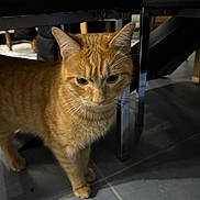 Couscous participe au concours pour gagner de l'argent avec cette photo : cat, orange_tabby, indoor, floor, tile_floor, table, metal_legs, pet, animal, whiskers, ears, fur, curious, standing, domestic_cat, mammal, feline, four_legs, close_up, shadow